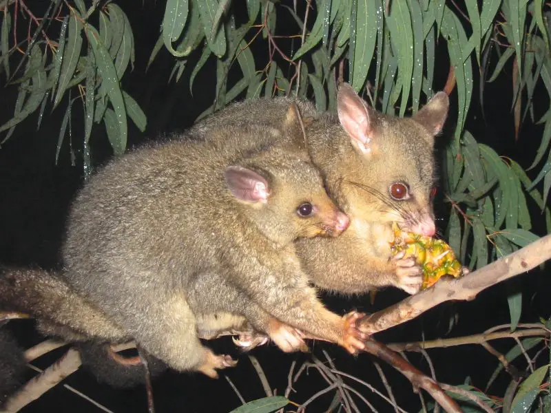 A Brushtail Possum female with her baby