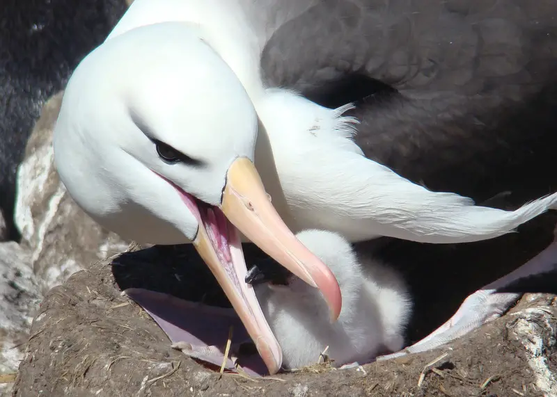 Black-browed Albatrosses take great care when bringing up their young, as they only lay one egg per year