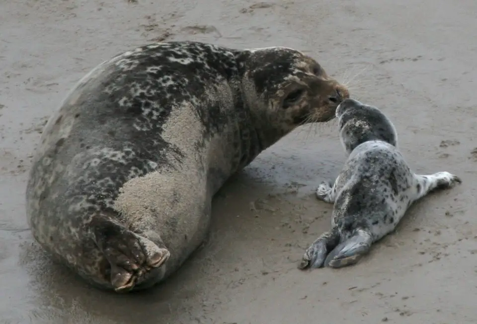 Harbor Seal pups don't have the soft, white fur other seal pups do