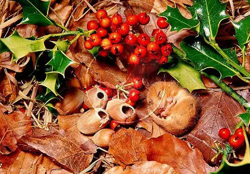 The area near the Dormouse's nest is often covered with hazelnut shells and berries