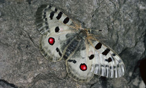 The red dots on the butterfly's wings serve as a great defense from birds and other predators