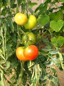 Tomatoes are commonly grown in gardens