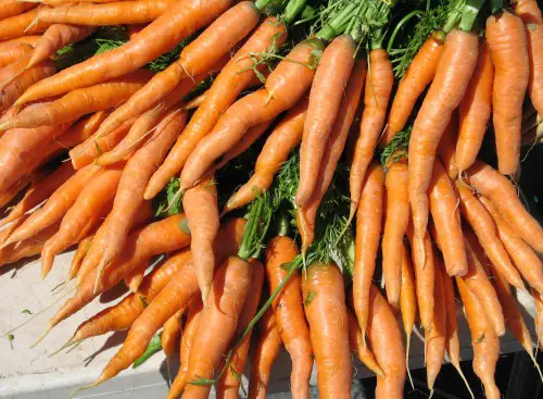 Carrots are a popular vegetable