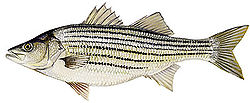 Striped bass have horizontal stripes