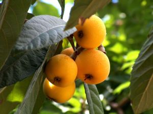 The loquat tree is originally from China
