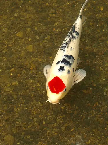 Koi with red and black markings