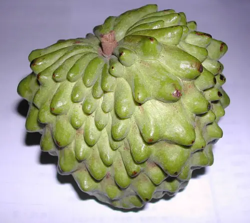 It is a cross between a cherimoya and a sugar-apple