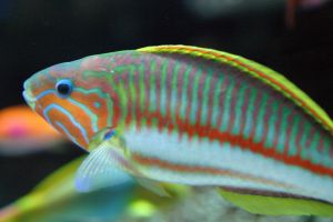 A colourful wrasse