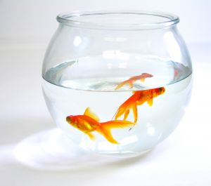 Goldfish in a household aquarium