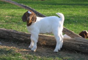 A Boer goat kid
