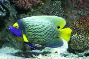 A colourful angelfish