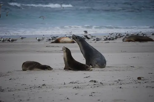 Australian sea lions on the beach