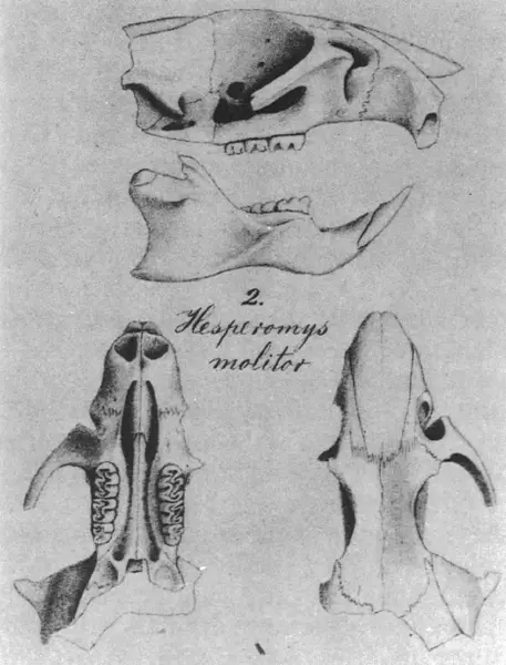 Lectotype partial cranium from 1887 by Winge (reproduction)