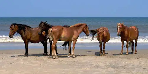Free and wild horses of North Carolina