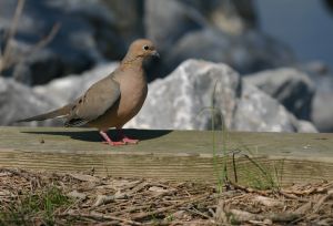 The Mourning Dove is a very popular gamebird