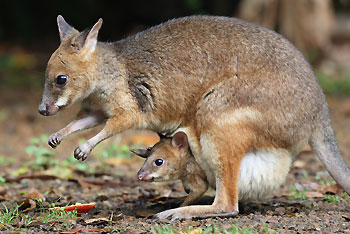 Mother and joey Red-legged Pademelon