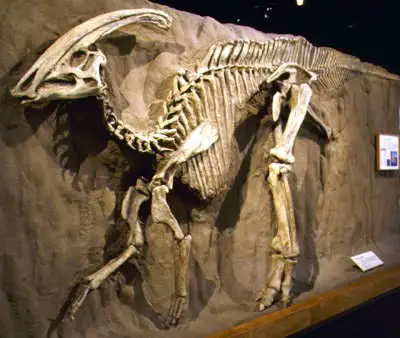 The Parasaurolophus was found in Alberta