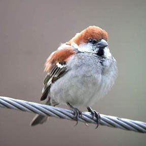 Russet Sparrow on a wire