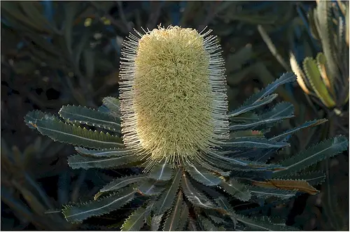 The Wallum Banksia is native to Australia
