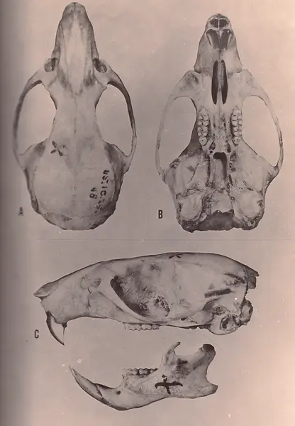 Holotypes of the Jamaican Rice Rat