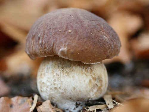 Porcino mushrooms are found in Europe