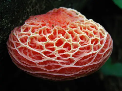 This is a very unique fungus
