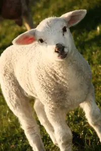 A cute little lamb