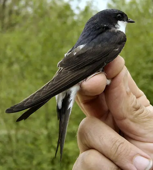 The Common House Martin can be found in Europe, Asia, and Africa