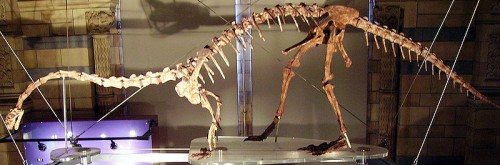 Massospondylus skeleton - incorrectly posed as a bipedal dinosaur