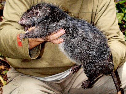 This giant rat is thought to be as big as Vespucci's Rodent
