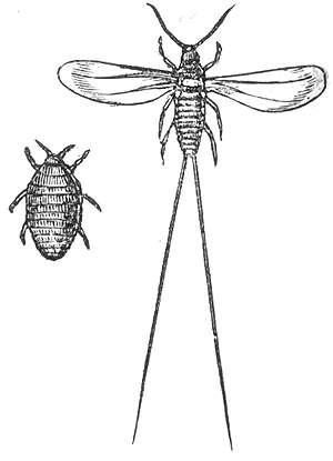 A drawing of the Cochineal insect from the "The Houshold Cyclopedia", printed in 1881