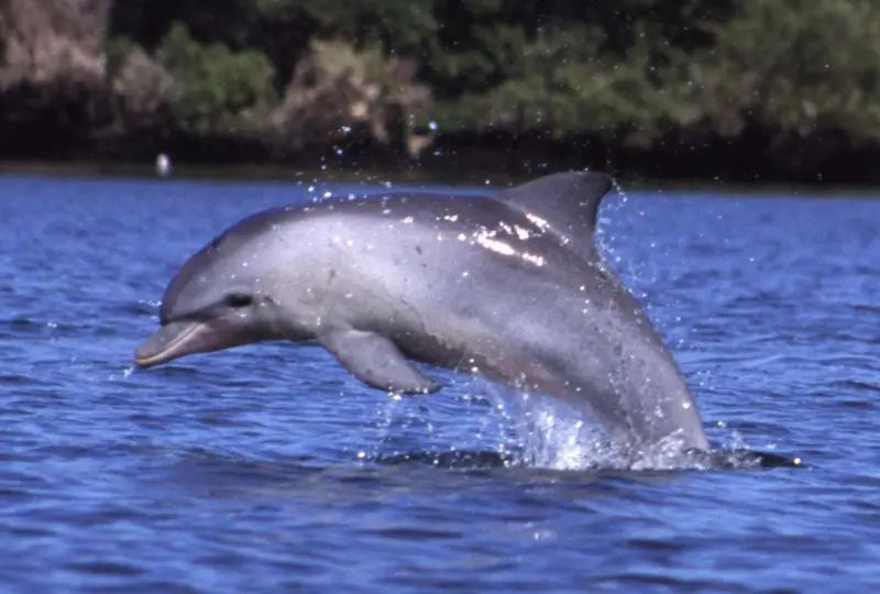The Indo-Pacific bottlenose dolphin jumping