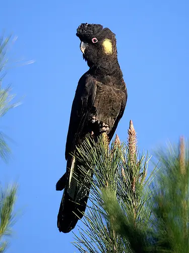 The Yellow-tailed Black Cockatoo is found in Australia