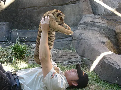 A Sumatran tiger cub and its handler (photo not taken in Indonesia)