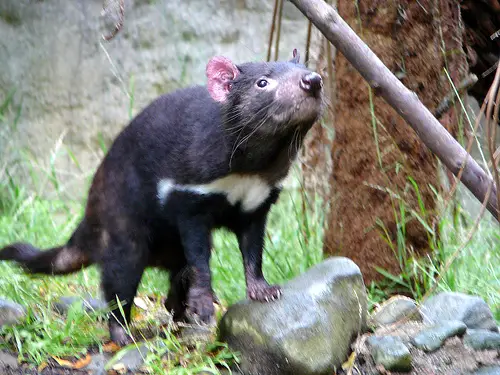 Tasmanian Devils are being relocated to the Australian mainland