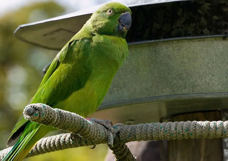 10 Of The World s Rarest Birds What On Earth 